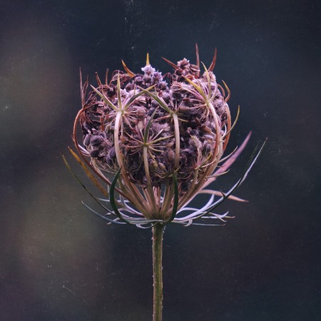 flower in the garden in the natureの写真素材