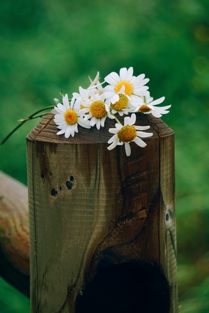 romantic white daisy flower in the garden in the natureの写真素材