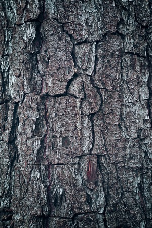 abstract tree trunk wooden texture