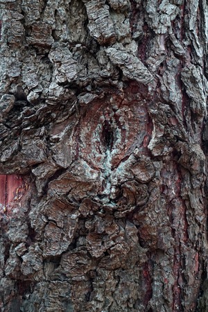 abstract tree trunk wooden textureの写真素材