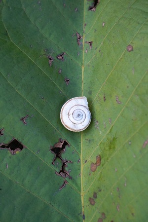 little snail on the plant resting in the nature