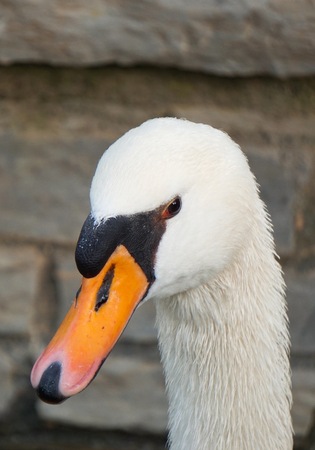 elegant white swan in the lake in the park