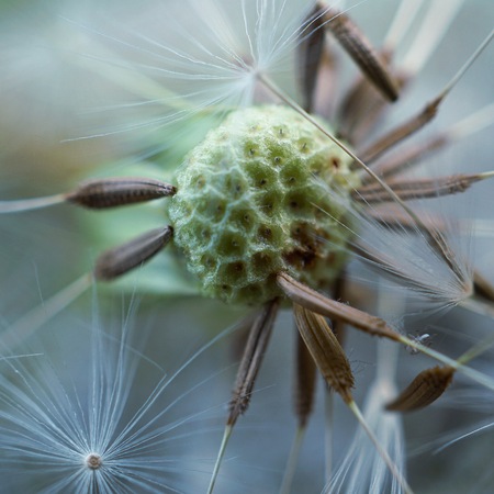 wonderful white dandelion flower in the garden