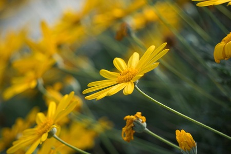 beautiful yellow flower in the garden in the natureの写真素材