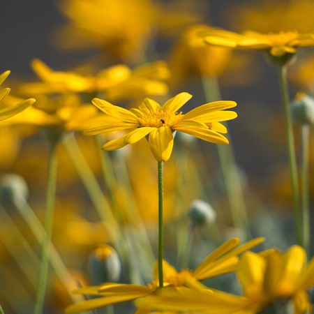 beautiful yellow flower in the garden in the nature