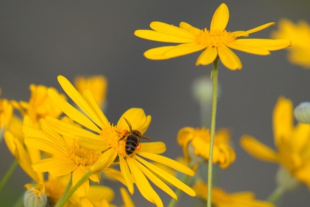 beautiful yellow flower in the garden in the natureの写真素材