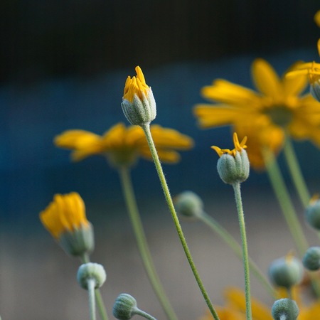 romantic yellow flowers in the garden in the natureの写真素材