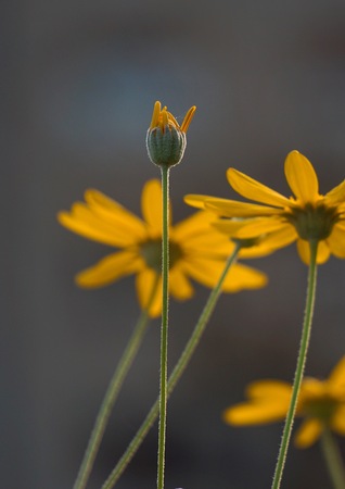 romantic yellow flowers in the garden in the natureの写真素材