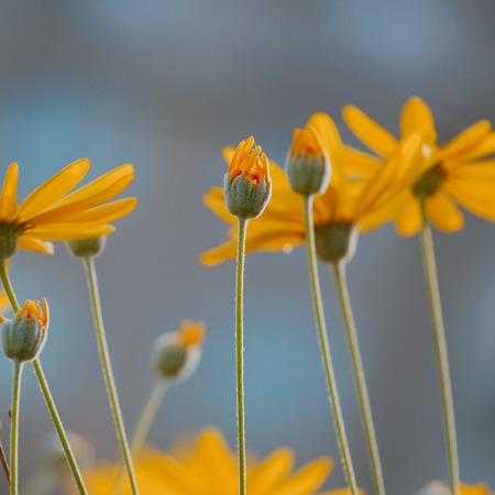 romantic yellow flowers in the garden in the natureの写真素材
