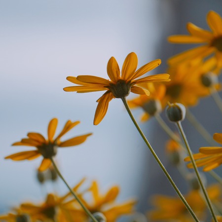 romantic yellow flowers in the garden in the nature