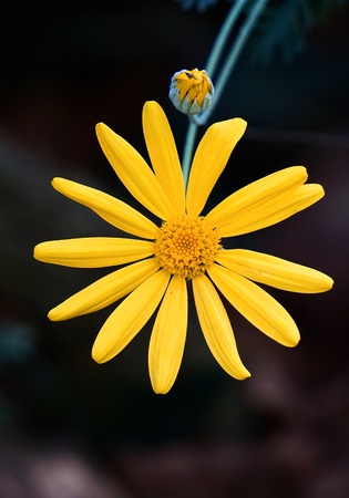 romantic yellow flowers in the garden in the natureの写真素材