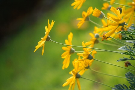 romantic yellow flowers in the garden in the natureの写真素材