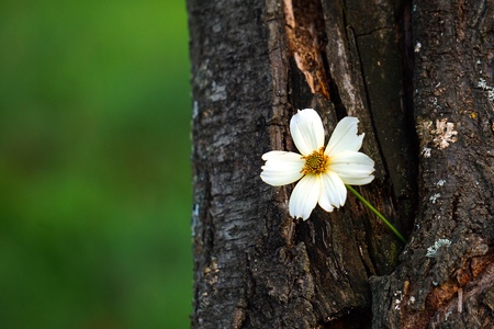 beautiful white flower in the gardenの写真素材