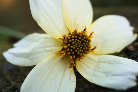 beautiful white flower in the gardenの写真素材