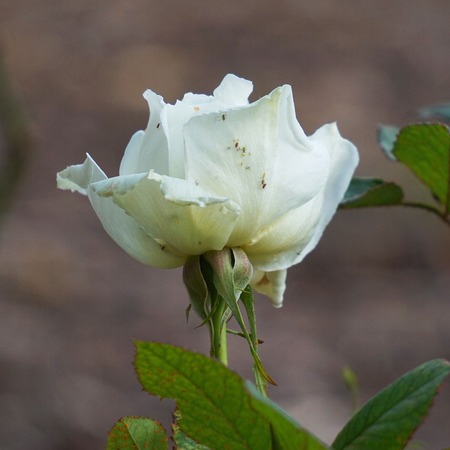 beautiful white flower in the gardenの写真素材