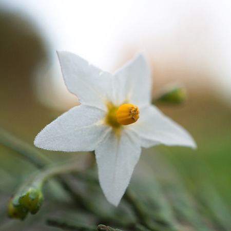 beautiful white flower in the gardenの写真素材