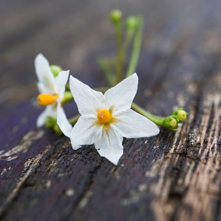 beautiful white flower in the gardenの写真素材