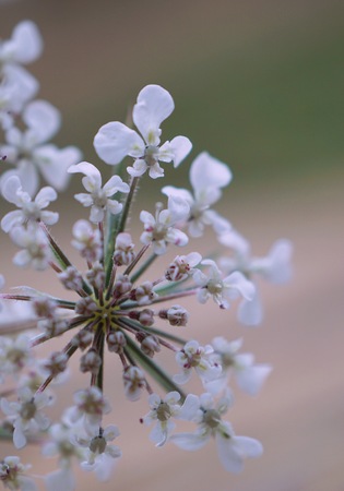 beautiful white flower in the gardenの写真素材