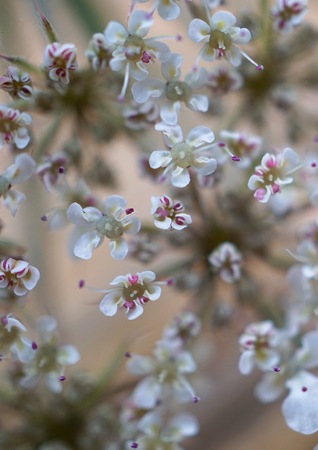 romantic white flower in the natureの写真素材