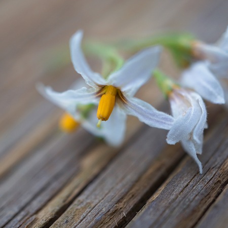 romantic white flower in the natureの写真素材