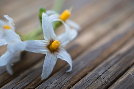 romantic white flower in the natureの写真素材