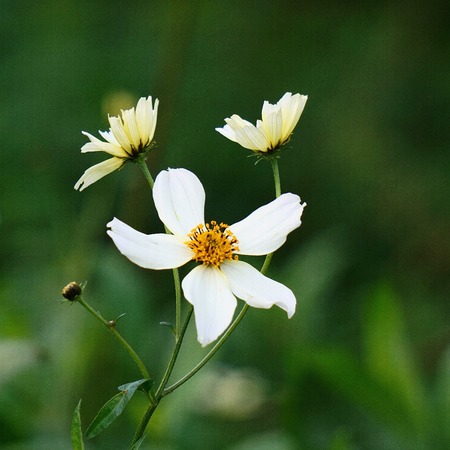 romantic white flower in the natureの写真素材