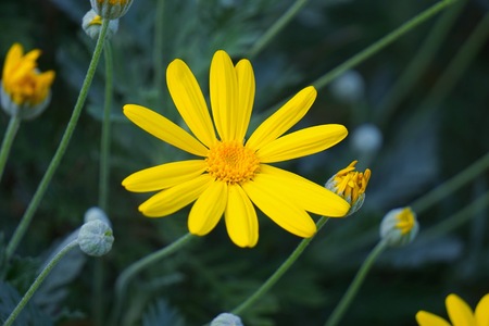 romantic yellow flower in the natureの写真素材