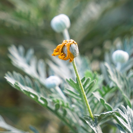 romantic yellow flower in the natureの写真素材