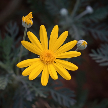romantic yellow flower in the natureの写真素材