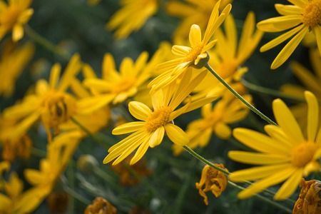 romantic yellow flower in the natureの写真素材
