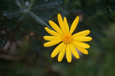 romantic yellow flower in the natureの写真素材