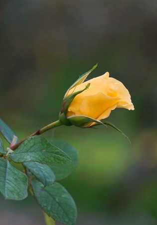 romantic yellow flower in the natureの写真素材