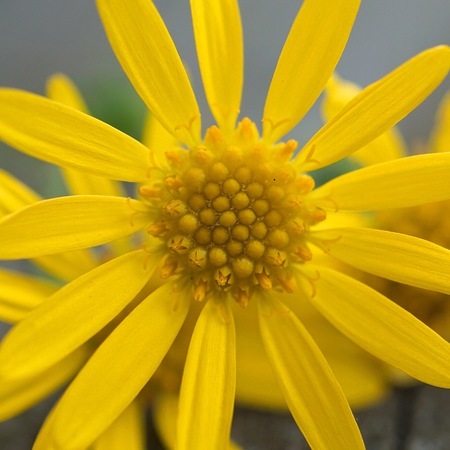 romantic yellow flower in the natureの写真素材