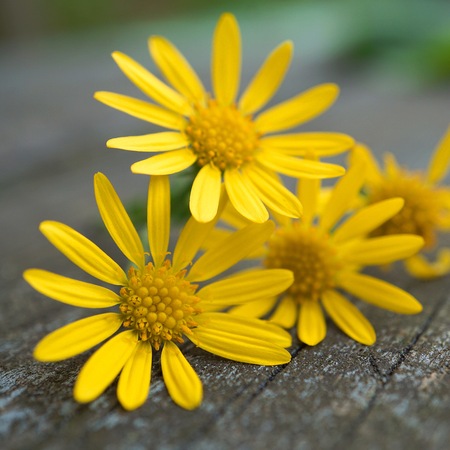romantic yellow flower in the natureの写真素材