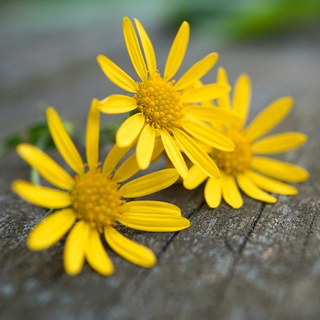 romantic yellow flower in the natureの写真素材