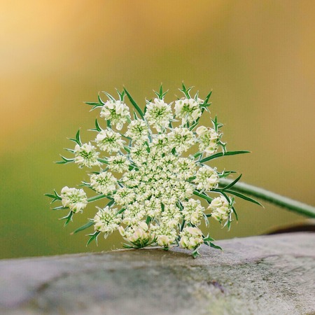 beautiful white flower in the natureの写真素材