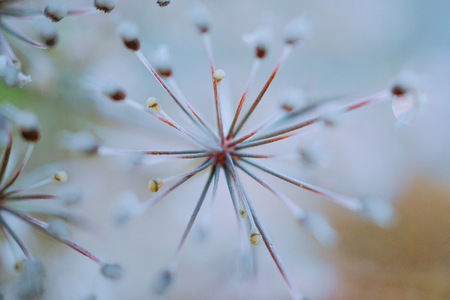 beautiful white flower in the natureの写真素材
