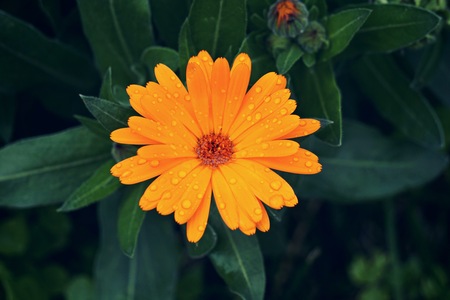 beautiful orange flower in the natureの写真素材