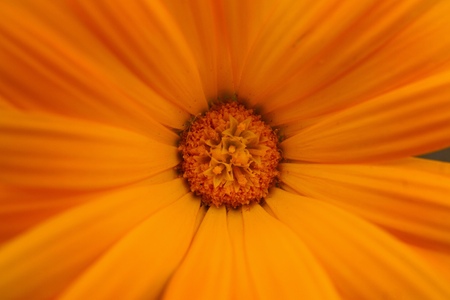 romantic orange flower in the gardenの写真素材