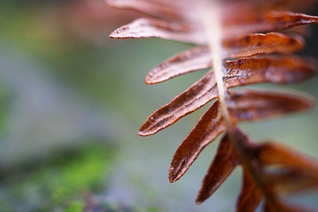 abstract brown fern plant leaves texture in the natureの写真素材