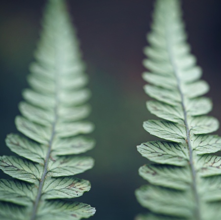 abstract green fern plant leaves texture in the nature