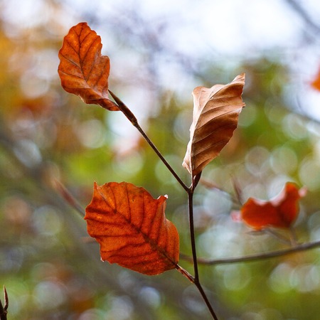 beautiful abstract brown tree leaves in the nature