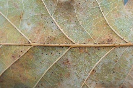 beautiful abstract brown tree leaf in the natureの写真素材