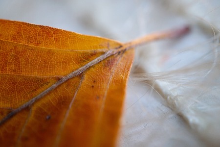 beautiful abstract brown tree leaf in the natureの写真素材