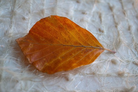 beautiful abstract brown tree leaf in the nature