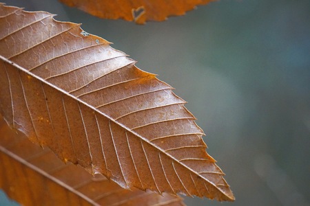 brown tree leaf in the nature