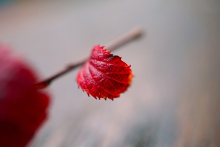 red tree leaf in the natureの写真素材