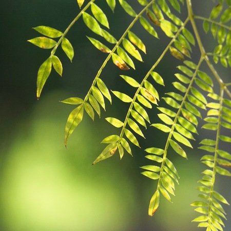 abstract green tree leaves in the natureの写真素材