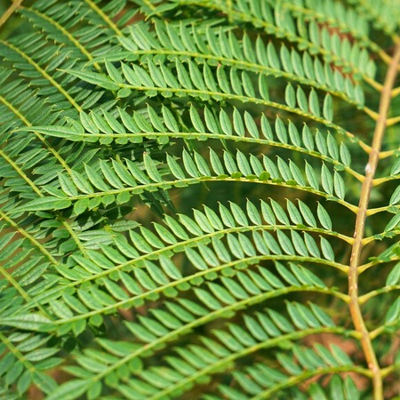 abstract green tree leaves in the nature