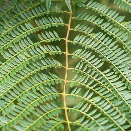 abstract green tree leaves in the nature